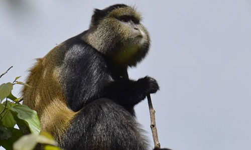 8 Days Rwanda Primate Tracking Safari