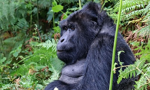 3 Days Uganda Gorilla Trekking Tour