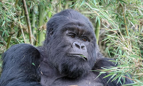 2 Days Gorilla Trekking Safari in Rwanda