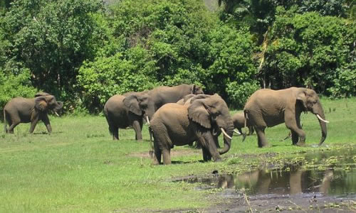 2 Days Wildlife Safari in Rwanda