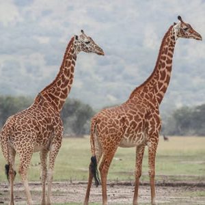 Akagera National Park