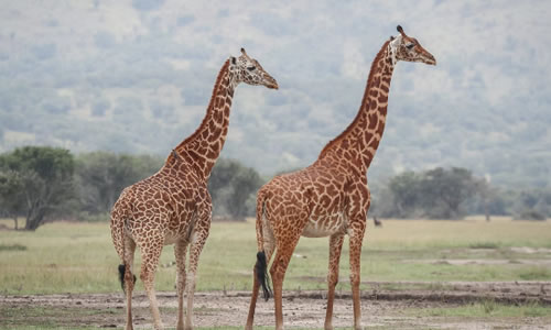 Akagera National Park