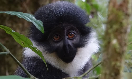 7 Days Uganda Primate Tracking and Game Safari