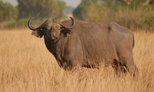 12 Days Uganda Wildlife Adventure Tour