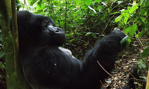 7 Days Uganda Gorilla Trekking and Wildlife Safari