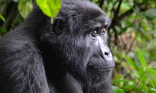 11 Days Uganda Gorilla Trekking and Wildlife Safari
