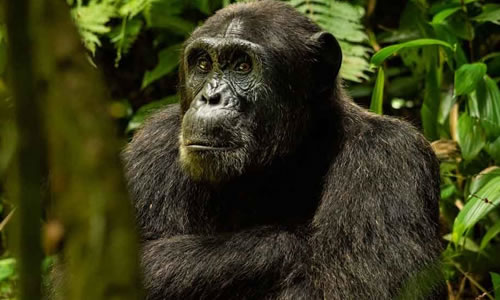 6 Days Uganda Primate and Wildlife Safari