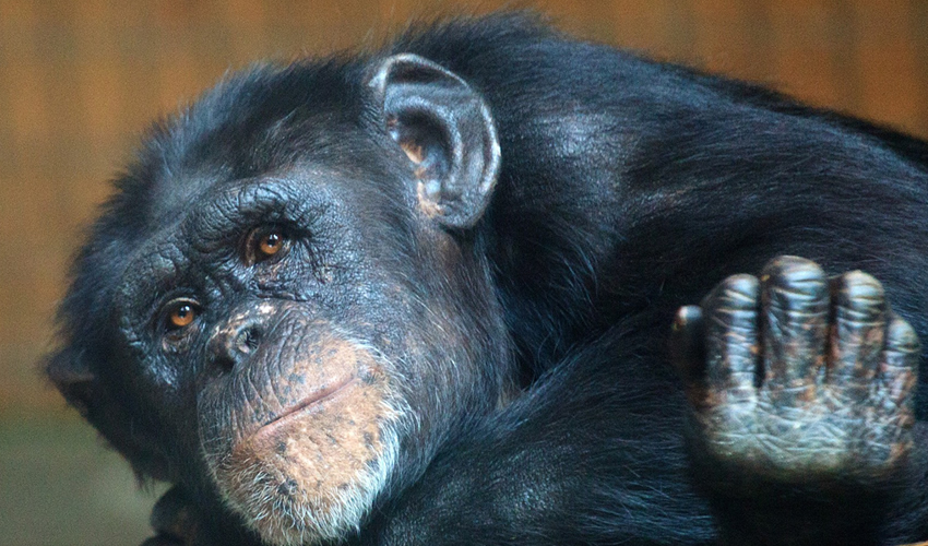 Chimpanzee Trekking in Uganda