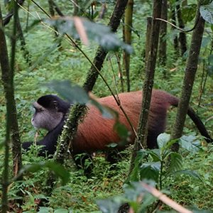 Gishwati - Mukura National Park