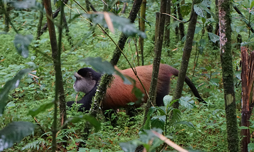 Gishwati - Mukura National Park