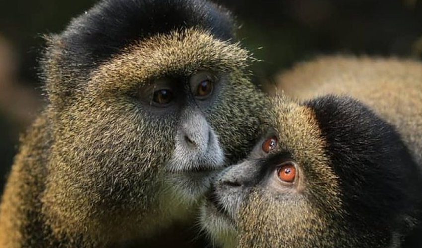 Golden Monkey Trekking