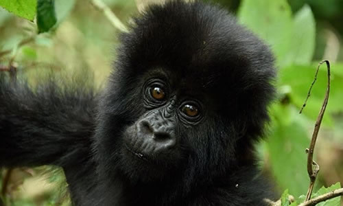 4 Days Gorilla Trekking Rwanda Safari