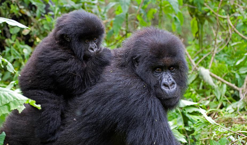 Gorilla Trekking Experience in Uganda