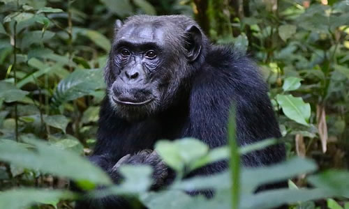 2 Days Uganda Chimpanzee Tracking Safari