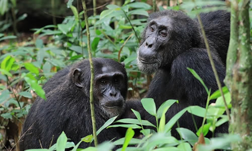 3 Days Chimpanzee Trekking Safari in Kibale National Park