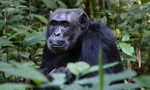 Kibale Forest National Park