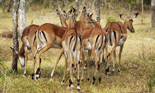 Kidepo Valley National Park