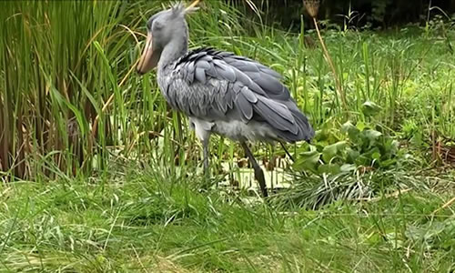 1 Day Mabamba Swamp Birding Watching Tour