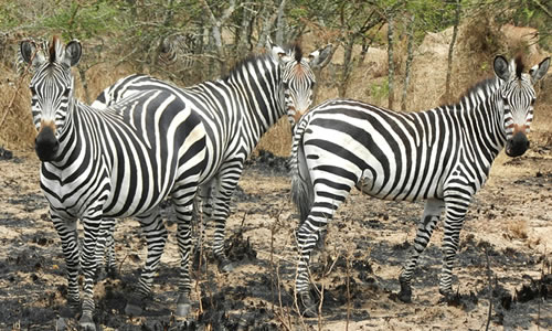 Lake Mburo National Park