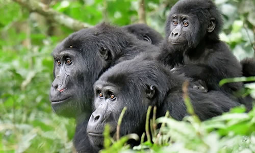 Mgahinga Gorilla National Park