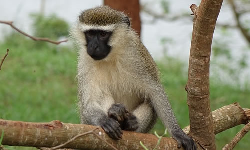 8 Days Uganda Primate Safari