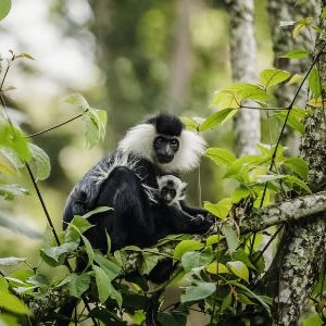 Nyungwe Forest National Park