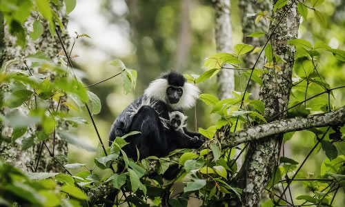 Nyungwe Forest National Park