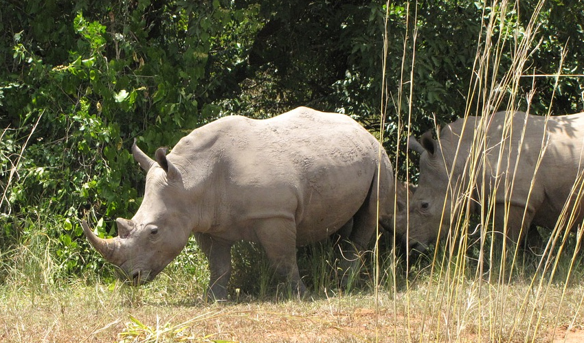Rhino Trekking at the Ziwa Rhino Sanctuary