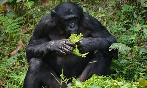 2 Days Nyungwe Chimpanzee Tracking Safari