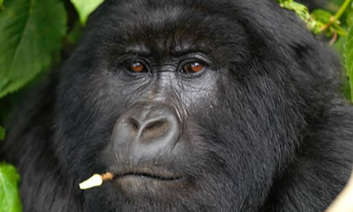 3 Days Rwanda Gorilla Tracking Tour