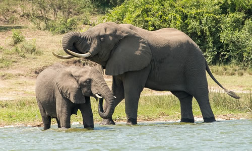 3 Days Wildlife Tour in Queen Elizabeth National Park