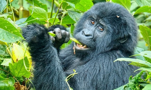 3 Days Uganda Gorilla Trekking Safari Tour