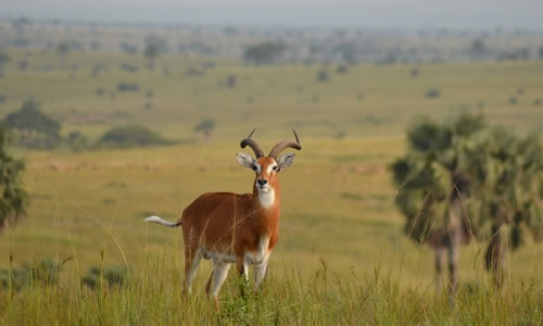 8 Days Luxury Uganda Safari From Kigali