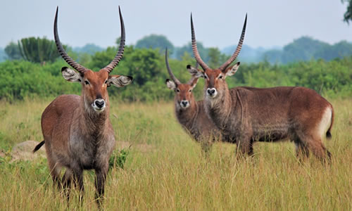 15 Days Uganda Wildlife and Cultural Tour