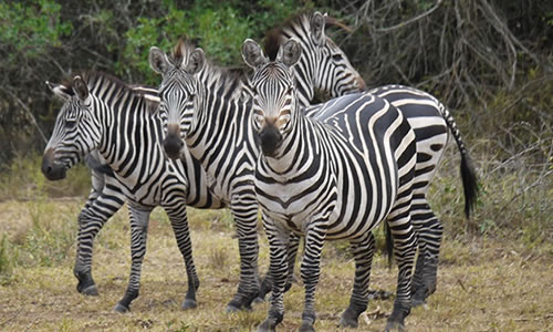 2 Days Wildlife Safari in Lake Mburo National Park