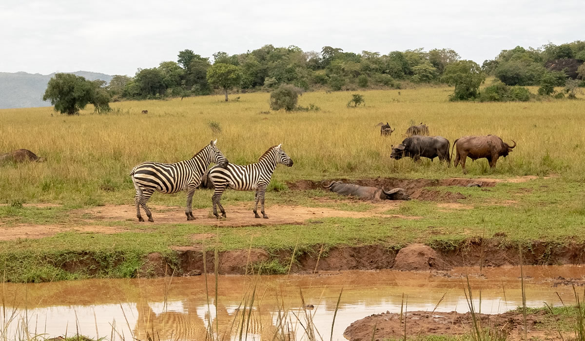 Budget Uganda Safaris
