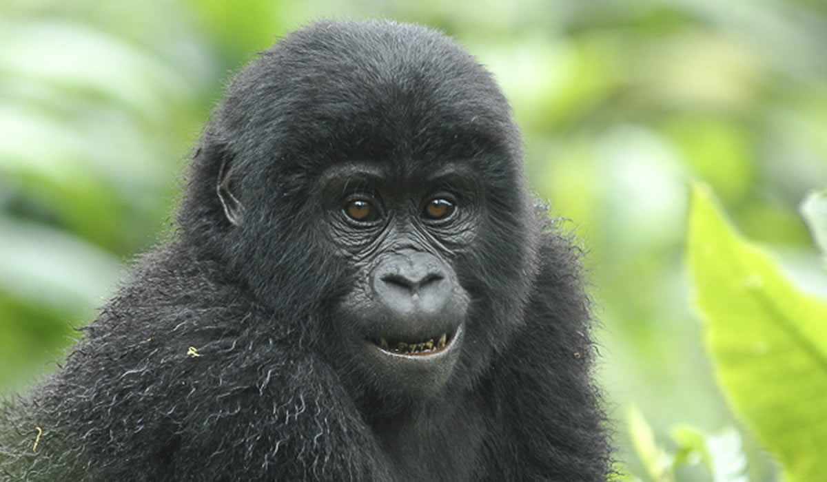Guide to Gorilla Trekking in Uganda