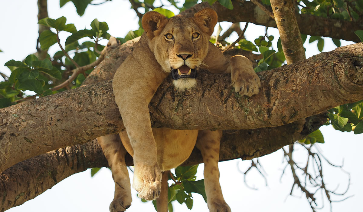 Uganda Wildlife Tours