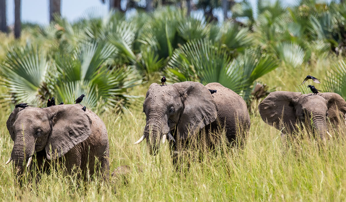 Big Five
