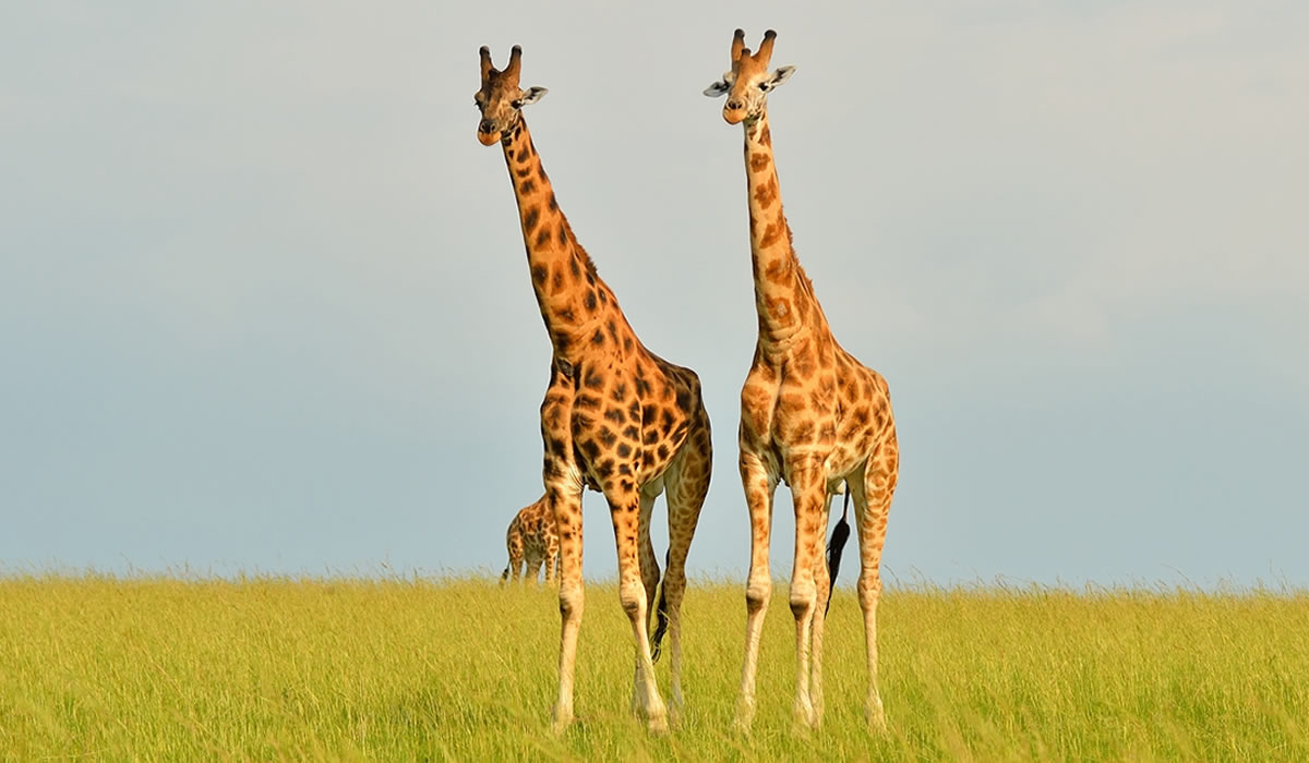 Uganda Safaris Guide