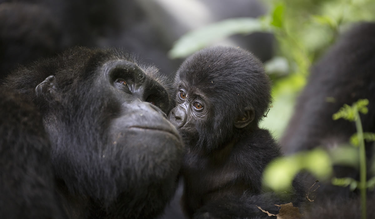 Best Time to Visit Uganda