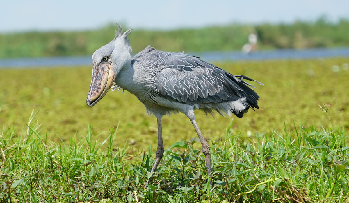 Bird Watching in Uganda
