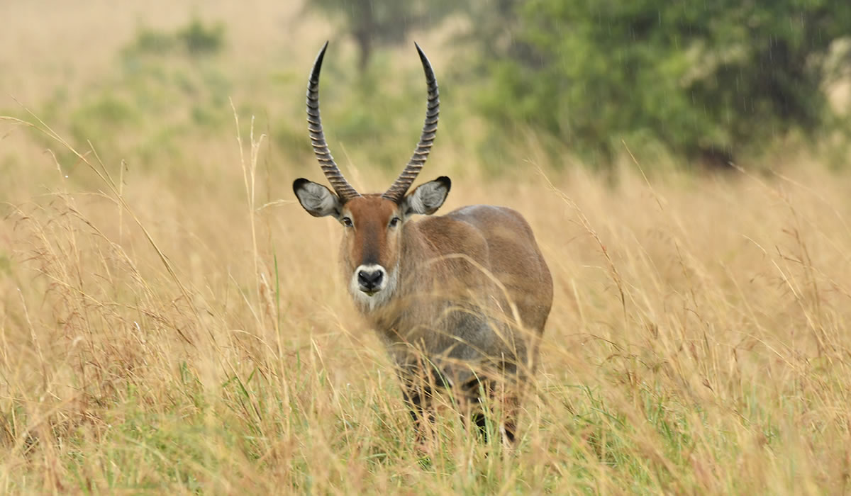 How Much Does a Uganda Safari Cost?
